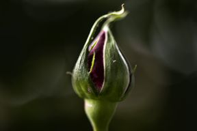 closeup of budding rose